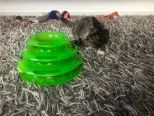 Torre de juguete para gato, torreón de tres niveles con pista de disco y pelota de entrenamiento, plato de diversión, triple, para inteligencia de mascotas