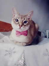 Collar de gato de terciopelo con lazo liso para cachorro, Chihuahua, con campana, hebilla de seguridad ajustable, pajarita para gatos, accesorios para mascotas