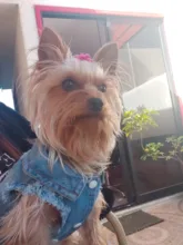 Dog-Vest Jacket Apparel Jeans Puppy Small Dogs Yorkshire Terrier Denim For Chihuahua