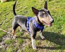 Truelove Front Nylon Dog Harness No Pull Vest Soft Adjustable Safety Harness For Dog