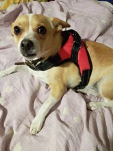 Perro suministros nailon mascota perros arnés Collar de Pet de alta calidad productos harnais pour chie para grandes Grande Mediano pequeño arnés de perro