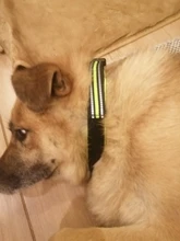 Breathable Mesh Nylon Dog Collar Reflective Pet Collars For Dogs Small Medium Large Dog