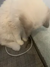 Cuentas aromáticas para residuos de gatos, absorben el olor de carbón activado, elimina los excrementos de mascotas, suministros de limpieza desodorizantes, 4 Uds.