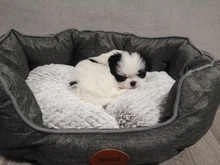 Cushion-Mat Pillow Sofa Pet-Supplies Dog-Bed Puppy-Cat Waterproof DEKO Soft for Cotton