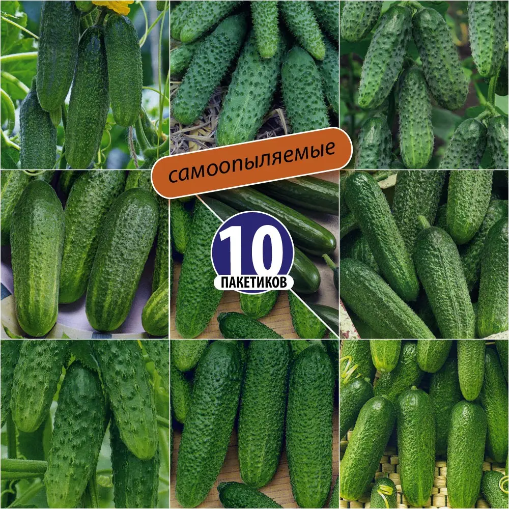 Семена огурцы партенокарпические самоопыляемые (10 пакетиков) | Дом и сад