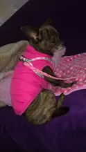 Abrigo de invierno para mascotas, ropa cálida para perros pequeños, abrigo de Navidad para perros grandes, chihuahua
