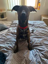 Collar de cadena de acero inoxidable para mascotas, accesorio ajustable para perros pequeños, medianos y grandes