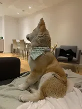 Pañuelo para perro, accesorios para perro, dibujo de fruta, piña, algodón, a cuadros, lavable, babero para perro y gato