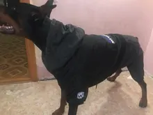 Dog-Coat Winter HOOPET for Dogs Clothing Warm Christmas Big