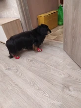 Calcetines antideslizantes con dibujos de perro cachorro cálido, calcetines para mascotas suaves, antideslizantes, productos para perros pequeños, S/M/L, envío gratis, 4 Uds.