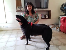 Perro suministros nailon mascota perros arnés Collar de Pet de alta calidad productos harnais pour chie para grandes Grande Mediano pequeño arnés de perro