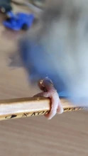 Anillo con forma de pájaro para mascota, Paloma, loro, anillo con forma de pájaro para actividades de entrenamiento al aire libre, anillo con apertura para el pie, accesorios, suministros para aves 1 Uds.