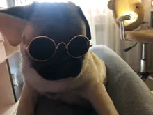 Productos para mascotas encantador redondo Vintage gato gafas de sol reflejo ojo gafas para perro pequeño gato accesorios fotos de mascotas accesorios