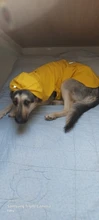 Impermeable para perro mascota impermeable perros grandes ropa de abrigo al aire libre chaqueta de lluvia reflectante Golden Retriever Labrador Husky gran poncho