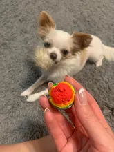 3pcs/Lot Pet Ball Toy Colorful Safety Toys for Dog Cat Play Good Company Kitten Puppy