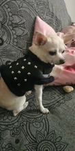 Vest Dog-Harness Dogs-Clothes Yorkshire Padded Puppy Chihuahua Warm Cool for Small Cats