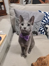 Collar de gato de Color liso con lazo de terciopelo para cachorro, Chihuahua, hebilla de seguridad ajustable con campana, pajarita para gatos, accesorios para mascotas