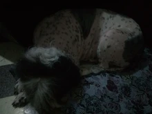 Shaver-Machine Grooming-Kit Pet-Hair-Trimmer Dogs-Clipper Horse-Animals Haircut Professional