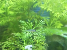 Filtro externo para acuario, bomba de agua, fabricante de cascada, máquina de configuración de oxígeno, superaccesorios