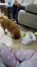 Throwing-Machine Pet-Toys Tennis-Launcher Dog Dog-Training 3-Balls Automatic with 3/6/9m-section
