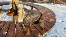Coat Dogs-Clothing Dot-Pattern Winter Hooded Pet-Dogs New Xl To High-Quality