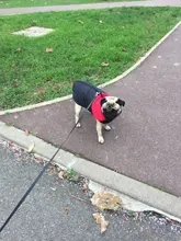 Vest Jacket Pets-Clothing Pug-Coat Puppy Dogs French Bulldog Waterproof Small Winter