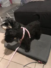 Leash-Set Pet-Products Dog-Harness Dogs Adjustable Small Chihuahua Walking Nylon And