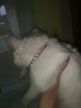 Strap Cat-Collar Kitten-Accessories Puppy Rhinestone Shining SUPREPET Diamond Dog 