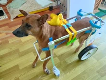 Dog Walking Wheels Stroller Dog Rehabilitation Training Wheelchair Support Adjustable