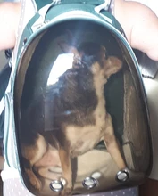 Bolsas de transporte para mascotas, mochila para perro y gato, espacio de viaje, jaula para transporte de mascotas, Transportín para gatos