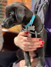 Dog-Tag Engraved-Id-Tags Pet-Nameplate-Pendant Labrador Anti-Lost Stainless-Steel Personalized