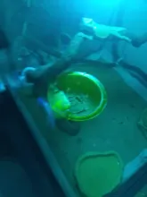 Reptile Anti-escape Food Bowl Cup Turtle Lizard Worm Live Food Container