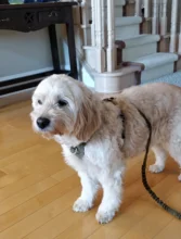 Harness Light-Weight Military-Service Truelove Dog Small Outdoor Tactical Medium Adjustable