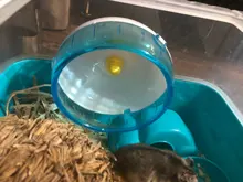 Rueda silenciosa para correr para hámster, juguetes para hámster SIRI, cerdito holandés, accesorios para correr