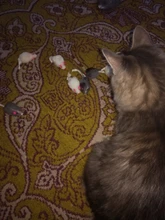 Pet-Cat-Toys False-Mouse Mimi Pets-Products Squeak Noise-Simulation Funny Treats Mini