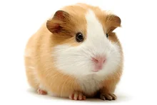 Suéter largo holgado con cuello redondo para mujer, Jersey de punto azul con estampado de llamas para otoño e invierno, 2020