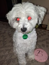 Etiquetas redondas de aluminio para identificación de mascotas, identificación de nombre personalizada, teléfono, 2 unidades por lote