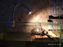 Conjunto de lámpara para reptiles UVA + UVB 3,0, con soporte de bombilla con Clip y termómetro, higrómetro, Tortuga, Kit de lámpara de calentamiento de base