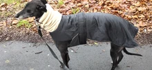 Jacket Clothing Coat Greyhound Waterproof Dog Dogs Large Super-Warm Medium Thick 
