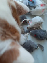 False-Mouse Simulation-Mice Noise-Playing-Toys Rabbit-Fur Kitten For Cats Pet-Supplies