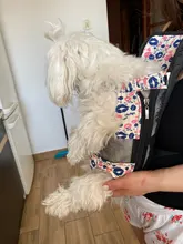 HOOPET Pet Dog Cat Carrier Bag Backpack Carring Bag Products for Dogs Anilmal Transport