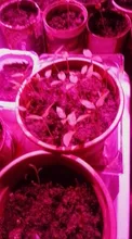 Phyto-Lamp Flower-Growth-Lighting Seedling Led Grow Cob-Chip Indoor-Plant Full-Spectrum
