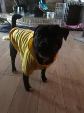 Ropa con estampado de dibujos animados para perro, abrigo cálido para invierno, chaqueta para perros pequeños, Chihuahua, Bulldog Francés, disfraz de peluche, ropa para mascotas