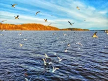 Suéter con dibujos de flores y animales para niños, pulsera infantil, regalo, 3 uds., cp2650