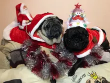 Christmas Dog Clothes Small Dogs Santa Costume for Pug Chihuahua Yorkshire Pet Cat Clothing