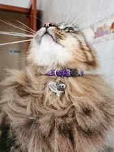 Collar de seguridad para gato, Collar de gatito personalizado de liberación rápida, Collar para gatos con campana para cachorro gatito