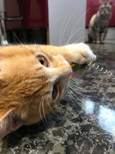 Juguete artificial de plástico para gatos y mascotas, palo con pluma de colores, varita con campana, jaula de ratón, señuelo, color al azar, 1 ud.