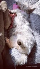 Calamar bonito y pequeño sonido de juguete de perro BB, mascota de peluche, cuerda de perrito, mordedores de juguete con sonido rosa para gato