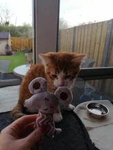 Cat Toys Interactive Ball Catnip Cat Training Toy Pet Playing Ball Pet Squeaky Supplies