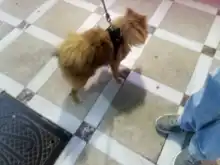 Vest Harness Leash-Set Dogs-Collar No-Pull Training French-Bulldog Walking Adjustable